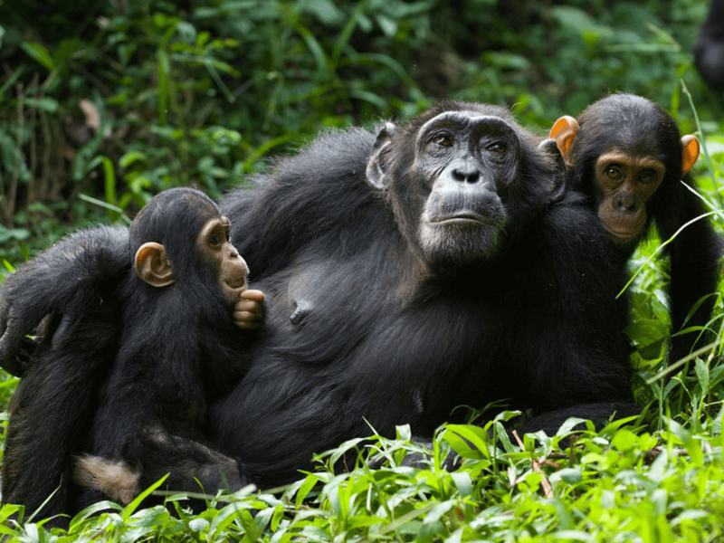 Chimpanzees in National Parks & Forests