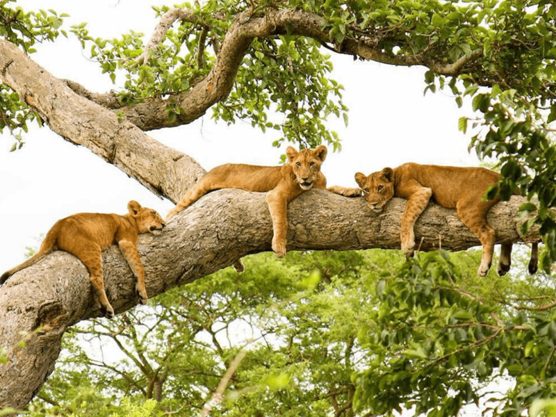 Climbing Lions in Uganda